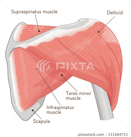 Deltoid muscle seen from the back Deltoid muscle seen from the back 131884715