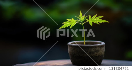 Plant grows in Pot Showing Sprout of Life and Hope in the Dark Environment 131884751