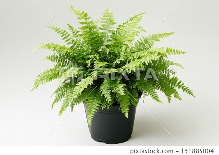 Green Fern Grows Beautifully in Pot for Home Decor and indoor Botanical Green Fern Grows Beautifully in Pot for Home Decor and indoor Botanical 131885004
