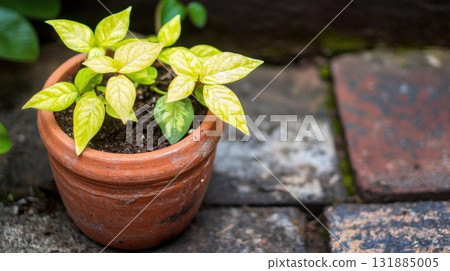 growing Plant In the garden With botanical Theme and green leaves. 131885005