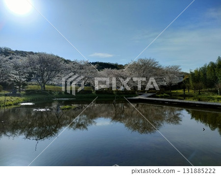 Scenery with cherry blossoms Scenery with cherry blossoms 131885222