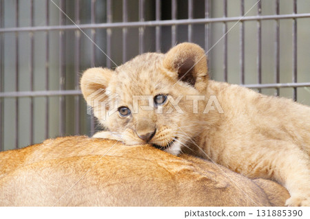 獅子幼崽咬著母親的背 131885390