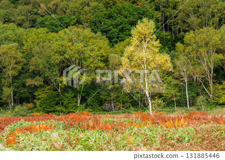 Grass leaves and birch trees 131885446