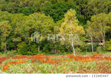 秋葉和巴士 131885447