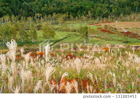 Autumn leaves at Tanohata Marsh 131885451