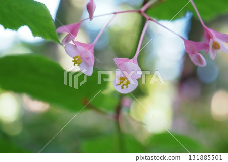 Close-up of female begonia flower 131885501