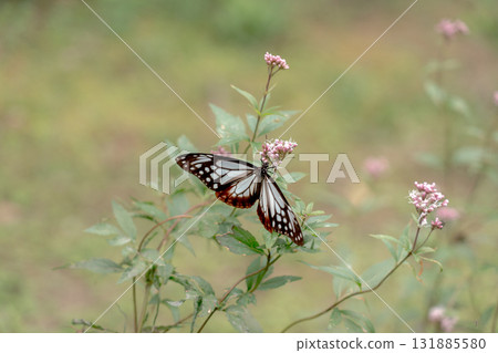 Asagi madara came to Fujibakama 131885580