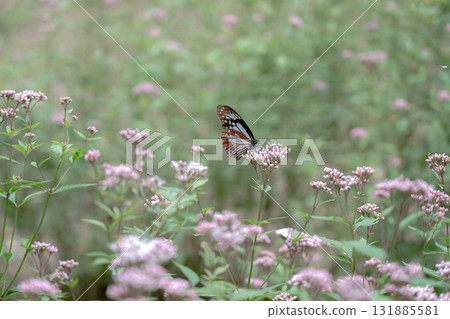 Asagi madara came to Fujibakama Asagi madara came to Fujibakama 131885581