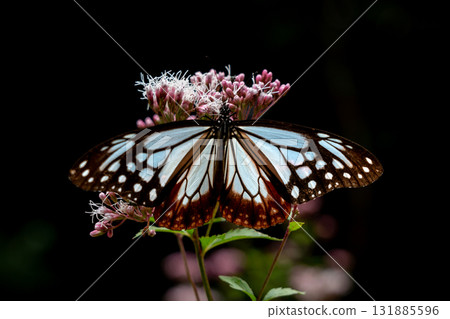 Asagi madara來到了Fujibakama 131885596