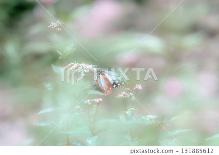 Asagi madara來到了Fujibakama 131885612