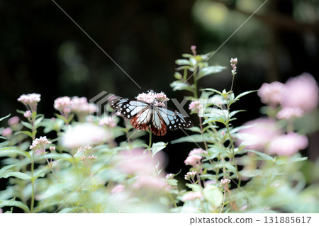 Asagi madara來到了Fujibakama 131885617