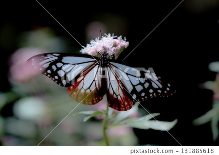 Asagi madara來到了Fujibakama Asagi madara來到了Fujibakama 131885618