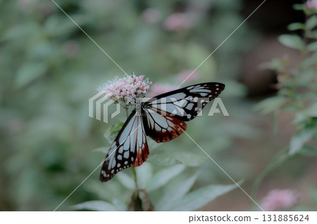 Asagi madara來到了Fujibakama 131885624