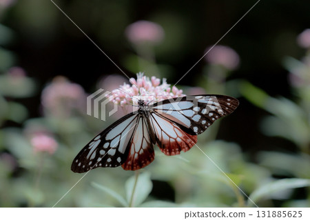 Asagi madara來到了Fujibakama 131885625