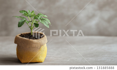Young plant sprouting in small burlap pot on neutral surface, natural growth and hopeful green leaves in soft light 131885888