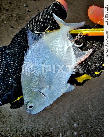 用誘餌捕獲的小鰺魚 131886128