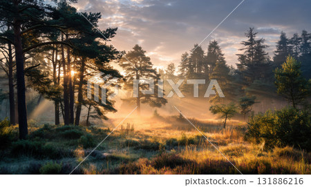 Sunlight filters through serene forest landscape, casting warm, golden rays over lush greenery and tall trees 131886216