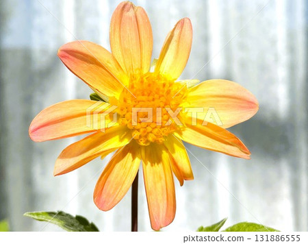 Dahlia flower (yellow & orange) grown from seed in the garden 1 Dahlia flower (yellow & orange) grown from seed in the garden 1 131886555