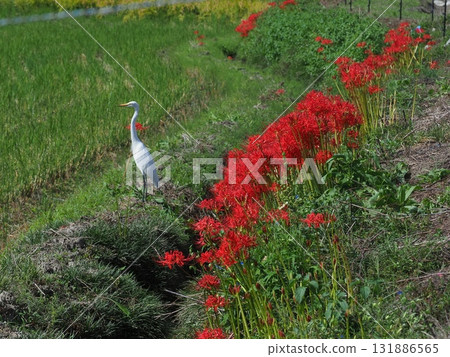 Sagano where red spider lilies bloom Sagano where red spider lilies bloom 131886565