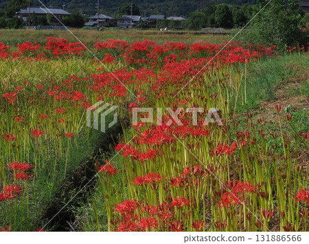 Sagano where red spider lilies bloom Sagano where red spider lilies bloom 131886566