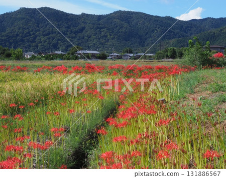 Sagano where red spider lilies bloom 131886567