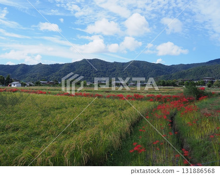 Sagano where red spider lilies bloom 131886568