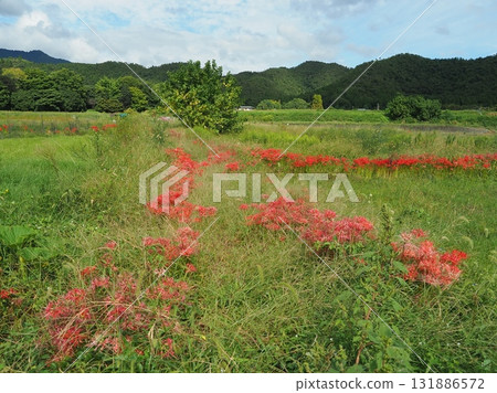 Sagano where red spider lilies bloom 131886572