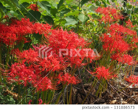Sagano where red spider lilies bloom 131886573