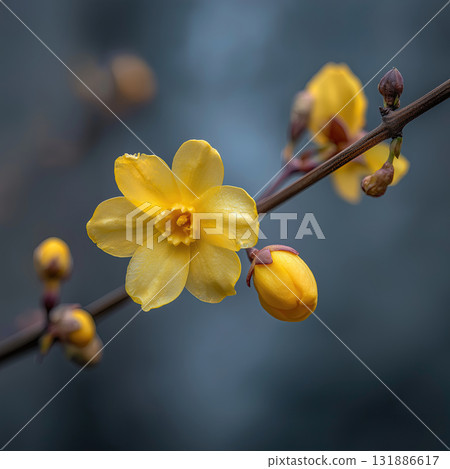 Yellow winter jasmine bloom close up yellow flower bud branch soft blue background delicate petals spring mood gentle light natural detail botanical focus 131886617