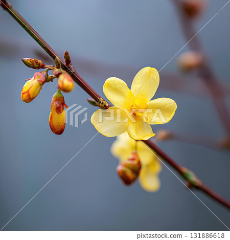 Yellow jasmine flower yellow blossom winter jasmine flower bud branch macro Yellow jasmine flower yellow blossom winter jasmine flower bud branch macro 131886618