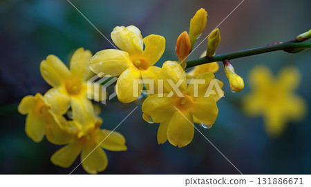 Yellow winter jasmine flower with dew on petals, macro closeup showing delicate yellow petals and buds, soft bokeh background conveying fresh serene mood Yellow winter jasmine flower with dew on petals, macro closeup showing delicate yellow petals and buds, soft bokeh background conveying fresh serene mood 131886671