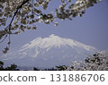 Spring scenery with Mt. Iwaki and cherry blossoms 131886706