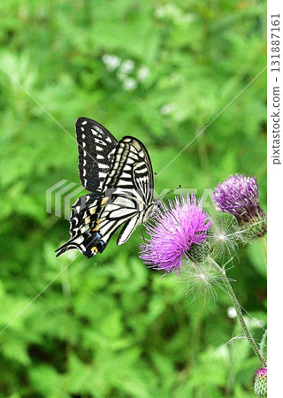 Swallowtail butterfly 131887161