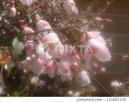 Himesazanka 131887170