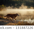Golden retriever dog lake mist morning walking water shoreline fur canine sunlight reflection nature outdoors peaceful grass forest calm serene tranquil pet companion portrait side view misty dawn 131887226
