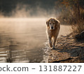 Golden retriever dog lake mist shoreline morning 131887227