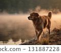 Golden retriever dog lake mist morning walking Golden retriever dog walks along misty lakeshore at sunrise, warm light on fur and calm water reflecting soft atmosphere 131887228