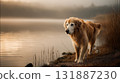 Golden retriever dog walking by misty lake at golden hour with soft light and peaceful mood 131887230