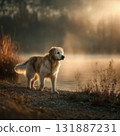 Golden retriever dog lake mist sunrise water dog standing by misty lake at sunrise with warm light and soft atmosphere creating calm mood 131887231