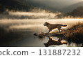 Golden retriever dog lake mist reflection sunrise grass water fog calm nature 131887232