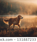 Golden dog lake mist autumn sunrise serene 131887233