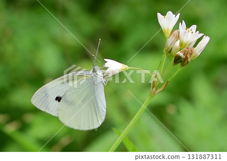 Monsieur root 131887311