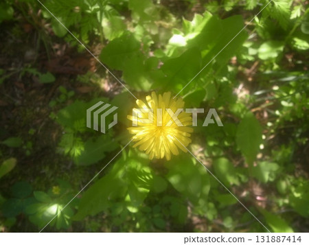 蒲公英和四葉草 131887414