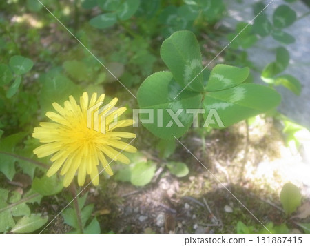 蒲公英和四葉草 131887415