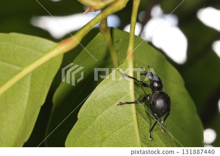 Living creatures, insects, the black rhinoceros weevil, the world's hardest insect. The upper wings are fused together to form one piece, making them even stronger. 131887440
