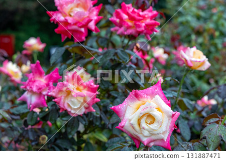Kamishiro植物園的玫瑰園 Kamishiro植物園的玫瑰園 131887471