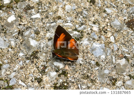 Lycaenidae - Uraginshijimi Lycaenidae - Uraginshijimi 131887665