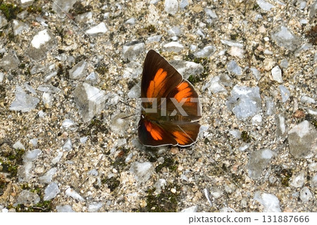 灰蝶科 - Uraginshijimi 131887666