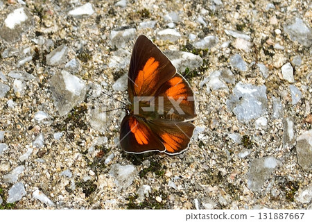 Lycaenidae - Uraginshijimi 131887667