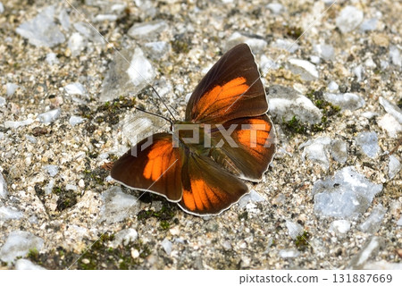 Lycaenidae - Uraginshijimi 131887669